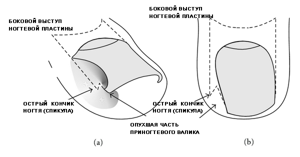 ноготь картинка схема